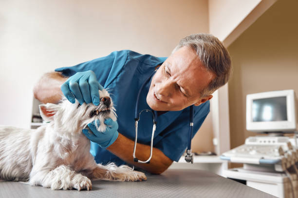 Best Broken or Chipped Tooth Repair in Centennial, CO